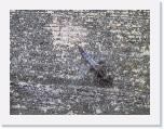 Dragon Fly * 1600 x 1200 * (990KB)